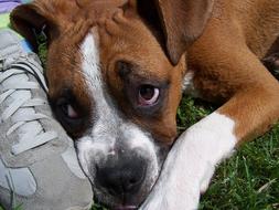 Dog laying on grass with head at sneakers