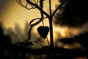Heart shape fruit of physalis at dusk