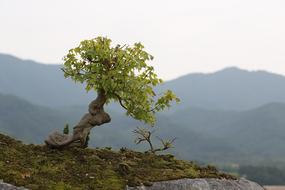 Beautiful landscape with the green bonsai on the mountain in Gurye, South Korea