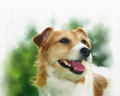 Beautiful portrait painting of a brown and white, cute Codie Dog