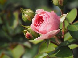 Rose Nature flower