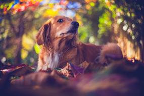red Dog at colorful background