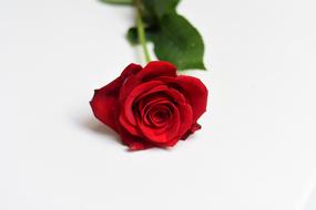 Close-up of the beautiful, red rose flower on the green stem with green leaves, on the white surface