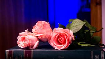 Beautiful pink rose flowers with green leaves