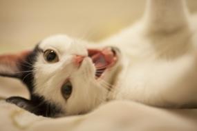 Cat Beautiful White play