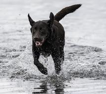 Dog Running Playing water