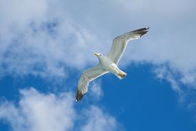 Beautiful, flying black and white bird at blue sky with white clouds at background