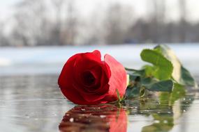 Beautiful, red rose flowers on the green stem with green leaves, laying on the beautiful frozen lake in winter