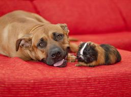 Dog and Cavy rest on red sofa, Friends