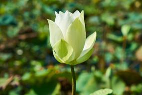 macro photo of white lotus