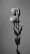 Art Beautiful flowers Black And White