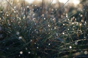 drops on the grass close-up on a blurred background