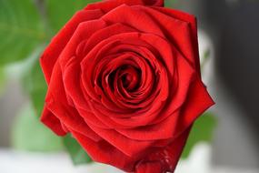 bright Rose Red Love