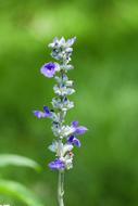 lavender, purple flower close up