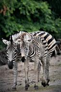 Zebras Filly