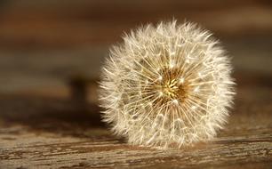 Dandelion Seeds white cute