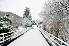 Snow Winter Tree road