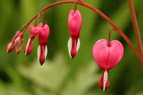 pink hearts Nature Leaf Plants