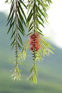 Nature Tree Flora