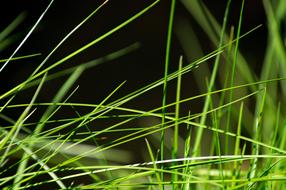 Close Up photo of Grass Meadow
