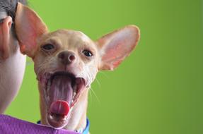 wide yawning Chihuahua Dog at green background