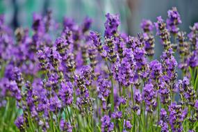 Lavender Blossoms Field