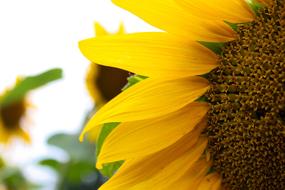 Sunflower as a Yellow Sun