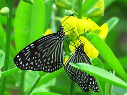 Love Butterfly at nature