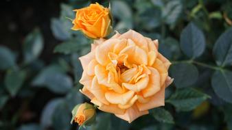 Flower Rose Leaf