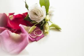 wedding rings on rose petals in blurred background