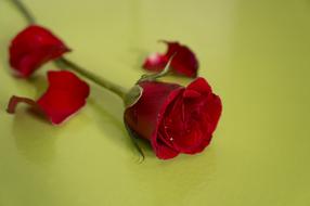 Close-up of the beautiful, red rose flower on the green stem, among the petals, on the green surface