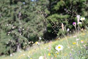 splashing on the grass of the summer meadow