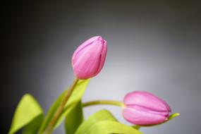 Close-up of the beautiful, blooming, pink tulip flowers with green and yellow leaves, at backlight