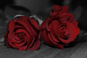 two red roses in monochrome blurred background