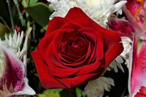 red velvet rose in a bouquet