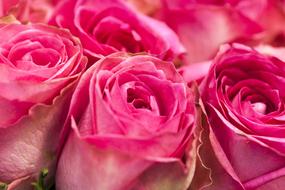 Close-up of the beautiful, blossoming, pink roses in light