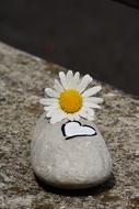 Marguerite on Stone Heart