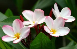 white-pink plumeria in Hawaii