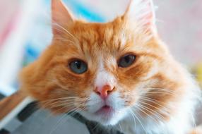 portrait of a ginger domestic cat on a blurred background