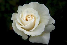 white rose on dark blurred background