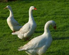 flock of white geese on a green lawn