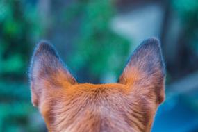 View of the cute, colorful and beautiful dog, with the ears, near the plants