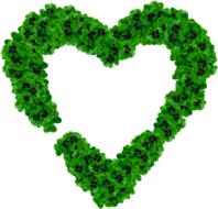 heart made of clover leaves on a white background