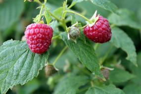 Close-up of the beautiful, pink, red and green raspberries with green leaves