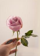 delicate rose in hand