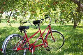 Tandem Bike at Apple Orchard