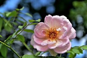 Rose Pink Flower blur