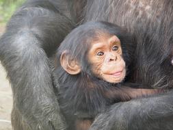 Cute and beautiful, fluffy chimpanzee baby with mother, outdoors