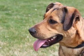 brown mongrel dog