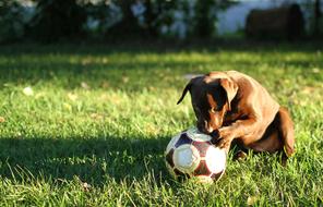 Cute and beautiful, brown puppy dog, playing with the football ball, on the green grass in sunlight